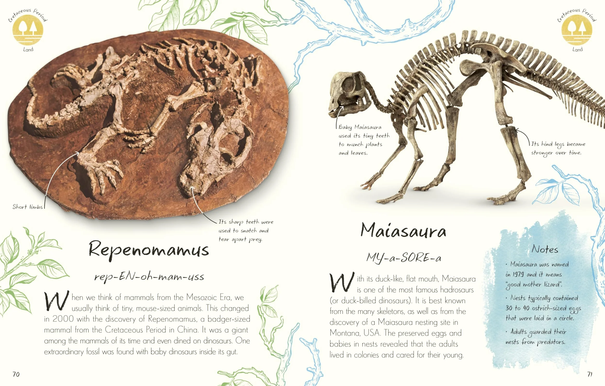 An Anthology of Fossils: A Collection of Plant and Animal Fossils From Around the World