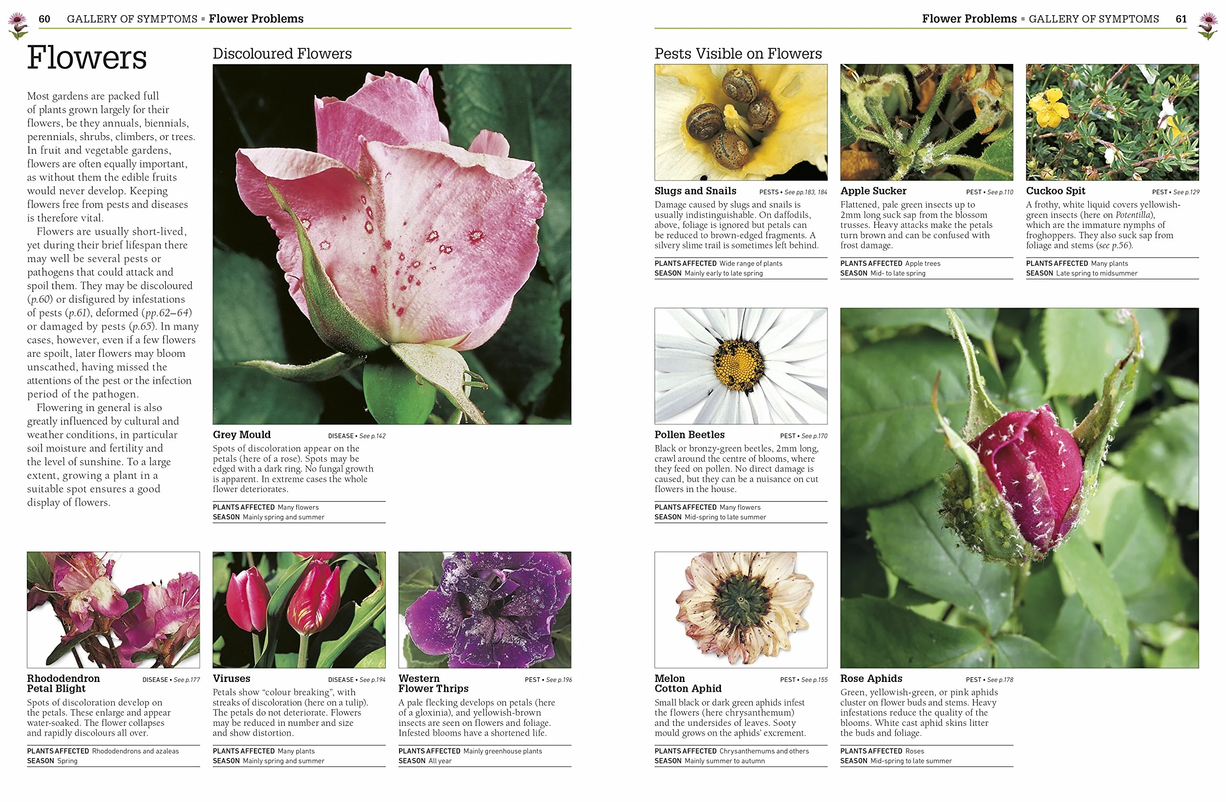 RHS Pests & Diseases: New Edition, Plant-by-plant Advice, Keep Your Produce and Plants Healthy
