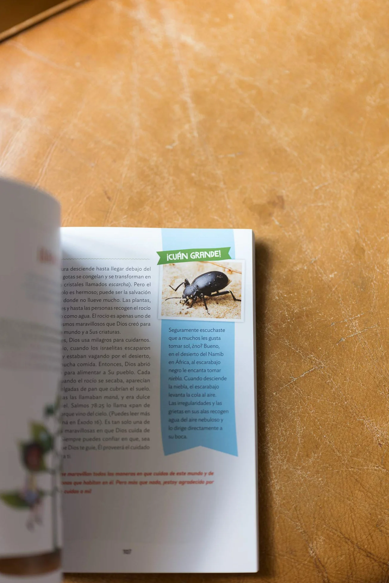 ¡Cuán Grande Es Nuestro Dios!: 100 Devocionales Indescriptibles Acerca de Dios Y La Ciencia