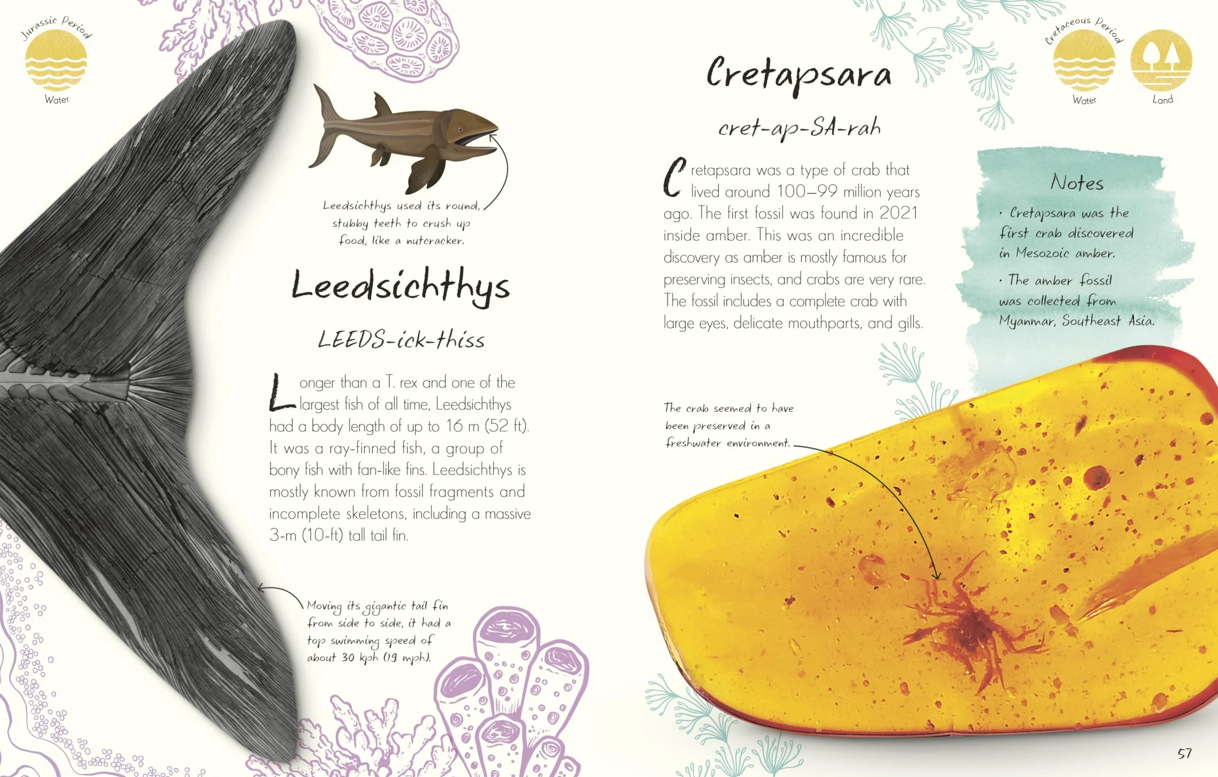 An Anthology of Fossils: A Collection of Plant and Animal Fossils From Around the World