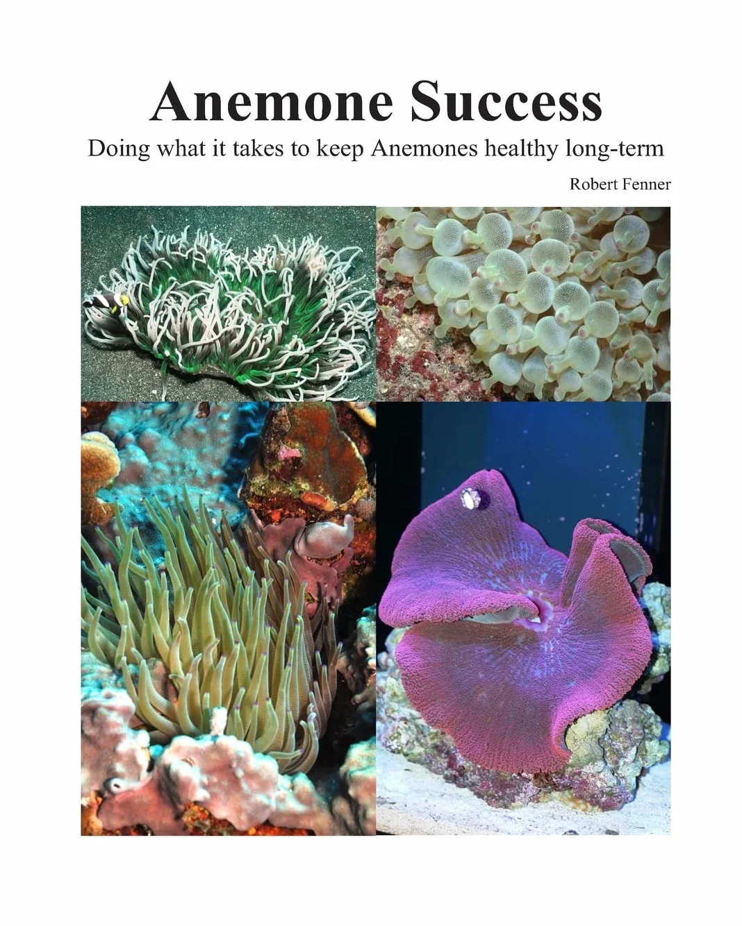 Success With Anemones: Doing what it takes to keep Anemones healthy long-term: 4