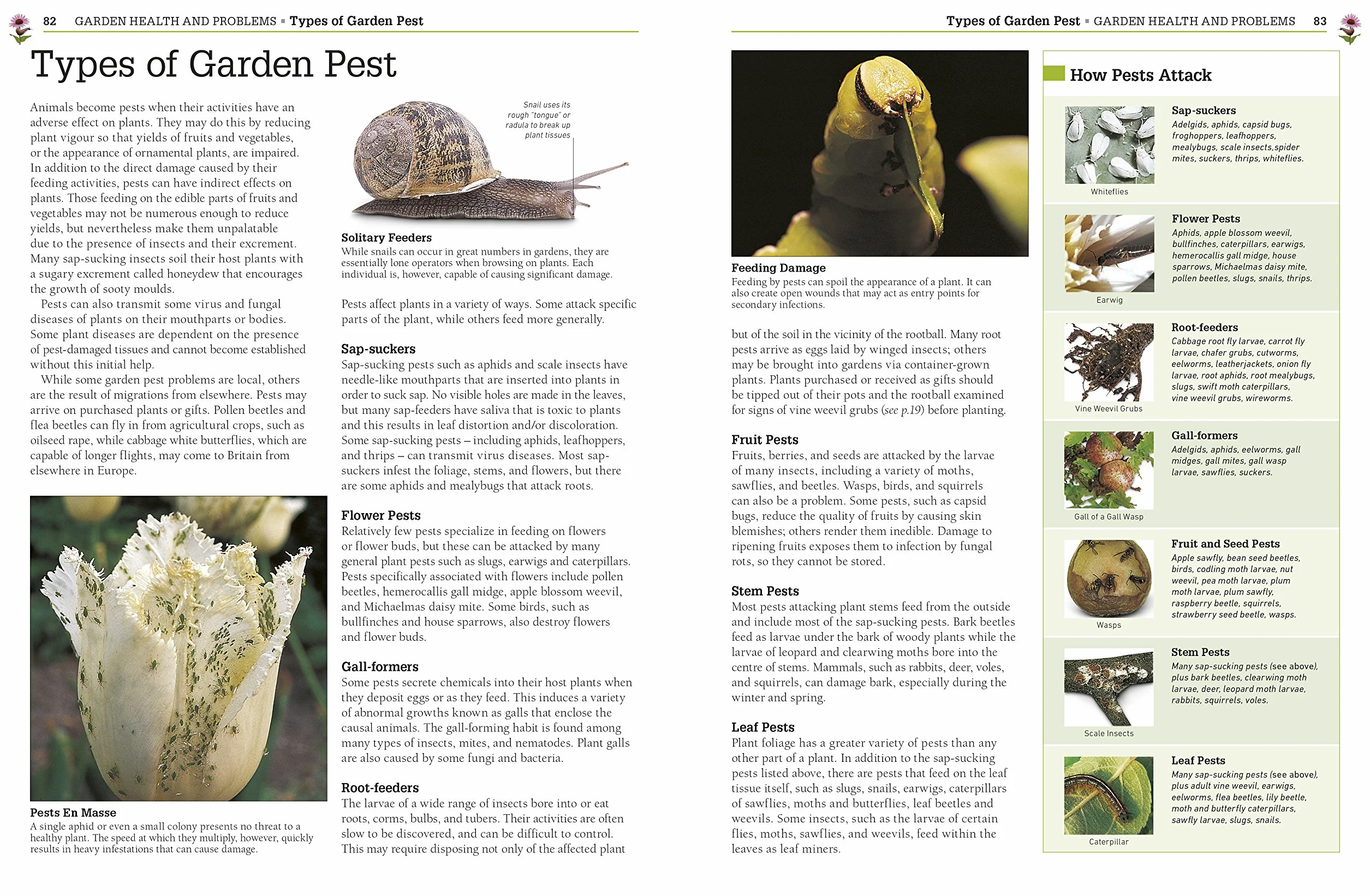 RHS Pests & Diseases: New Edition, Plant-by-plant Advice, Keep Your Produce and Plants Healthy